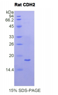 Recombinant N-cadherin (NCAD)