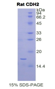 Recombinant N-cadherin (NCAD)