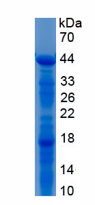 Recombinant Salivary Alpha Amylase (AMY1A)