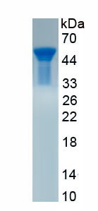 Recombinant Pancreatic Elastase 1 (ELA1)