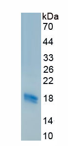 Recombinant Colony Stimulating Factor Receptor, Macrophage (MCSFR)