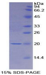 Recombinant Colony Stimulating Factor Receptor, Macrophage (MCSFR)