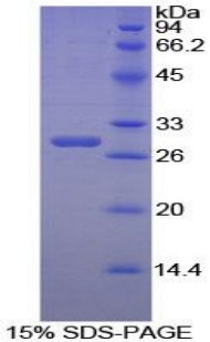 Recombinant Peptidylprolyl Isomerase E (PPIE)