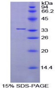 Recombinant Peptidylprolyl Isomerase E (PPIE)