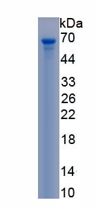 Recombinant Protein Disulfide Isomerase (PDI)