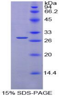 Recombinant Protein Disulfide Isomerase (PDI)