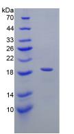 Recombinant Interleukin 3 Receptor Alpha (IL3Ra)