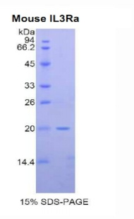 Recombinant Interleukin 3 Receptor Alpha (IL3Ra)