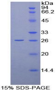 Recombinant Cyclophilin 40 (CYP-40)