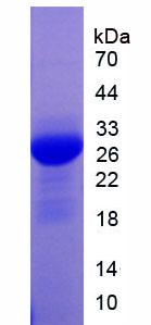 Recombinant Cyclophilin 40 (CYP-40)