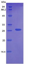 Recombinant Gamma-cystathionase (CTH)