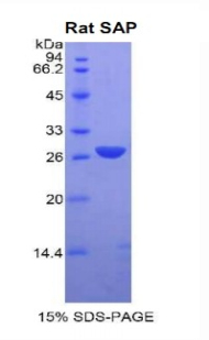 Recombinant Serum Amyloid P Component (SAP)