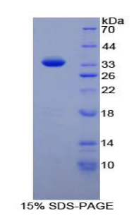 Recombinant Density Enhanced Phosphatase 1 (DEP1)