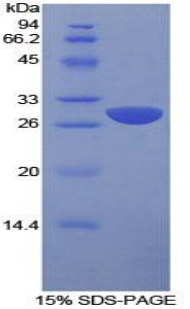 Recombinant Signaling Lymphocytic Activation Molecule Family, Member 1 (SLAMF1)