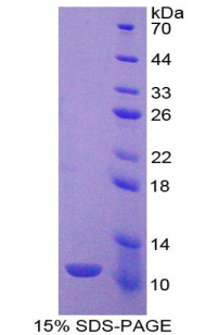 Recombinant Indoleamine-2,3-Dioxygenase (IDO)