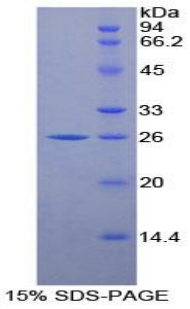 Recombinant Large Multifunctional Peptidase 7 (LMP7)