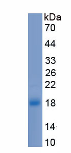 Recombinant Fatty Acid Binding Protein 1 (FABP1)