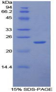 Recombinant Intercellular Adhesion Molecule 4 (ICAM4)
