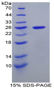 Recombinant Intercellular Adhesion Molecule 4 (ICAM4)