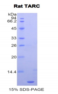 Recombinant Thymus Activation Regulated Chemokine (TARC)