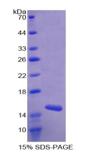 Recombinant Mucosae Associated Epithelia Chemokine (MEC)