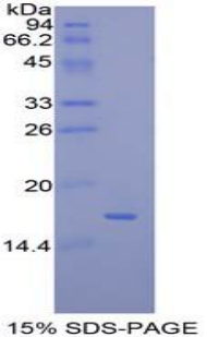 Recombinant Mucosae Associated Epithelia Chemokine (MEC)