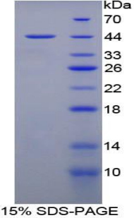 Recombinant Mucosae Associated Epithelia Chemokine (MEC)