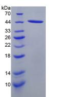 Recombinant Secondary Lymphoid Tissue Chemokine (SLC)