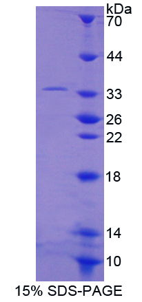 Recombinant Rap Guanine Nucleotide Exchange Factor 1 (RAPGEF1)