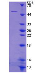 Recombinant Cytohesin 1 (CYTH1)