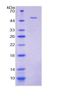 Recombinant Cytohesin 2 (CYTH2)
