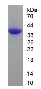 Recombinant Signal Transducing Adaptor Molecule 1 (STAM1)
