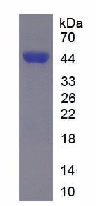 Recombinant Interferon Regulatory Factor 3 (IRF3)
