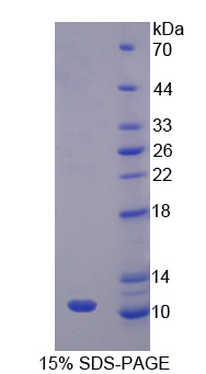 Recombinant Caspase 1 (CASP1)