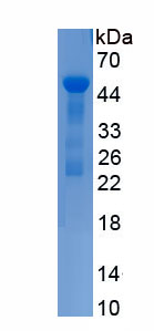 Recombinant Cluster Of Differentiation 164 (CD164)