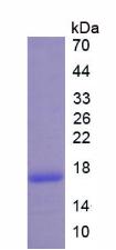 Recombinant B-Lymphocyte Chemoattractant (BLC)