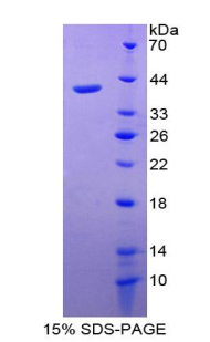 Recombinant Chemokine (C-X-C Motif) Ligand 2 (CXCL2)