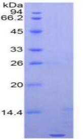 Recombinant Chemokine (C-X-C Motif) Ligand 3 (CXCL3)