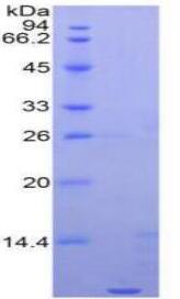 Recombinant Chemokine (C-X-C Motif) Ligand 3 (CXCL3)