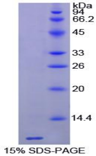 Recombinant Thymosin Beta 4 (TMSB4X)