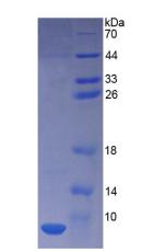 Recombinant Thymosin Beta 4 (TMSB4X)