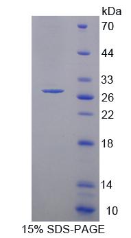 Recombinant Protocadherin Alpha 1 (PCDHa1)