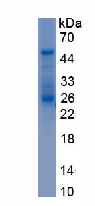 Recombinant Surfactant Protein C (SP-C)