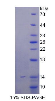 Recombinant Surfactant Protein C (SP-C)