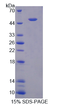 Recombinant Surfactant Protein C (SP-C)