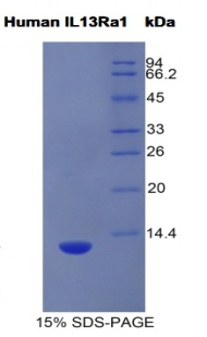 Recombinant Interleukin 13 Receptor Alpha 1 (IL13Ra1)