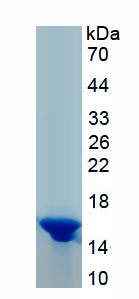 Recombinant Chemokine C-C-Motif Receptor 7 (CCR7)