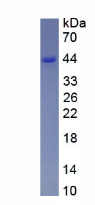 Recombinant Major Basic Protein (MBP)