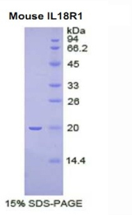 Recombinant Interleukin 18 Receptor 1 (IL18R1)