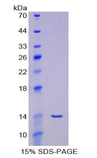 Recombinant Myostatin (MSTN)